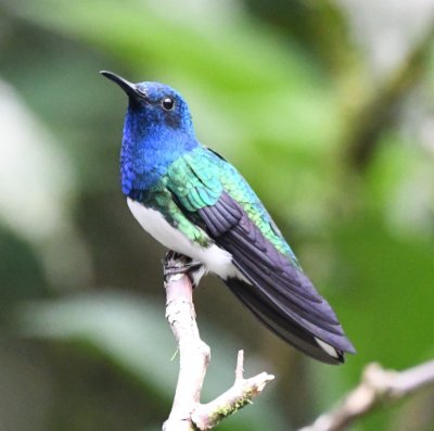 White-necked Jacobin male