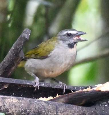 Buff-throated Saltator
