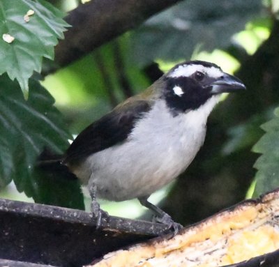 Black-winged Saltator