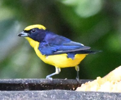 Thick-billed Euphonia male