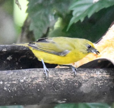 Thick-billed Euphonia female