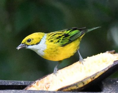 Silver-throated Tanager