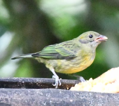 Immature Silver-throated Tanager?