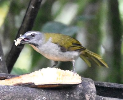Buff-throated Saltator