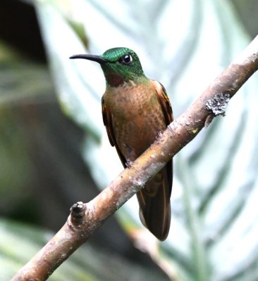 Fawn-breasted Brilliant