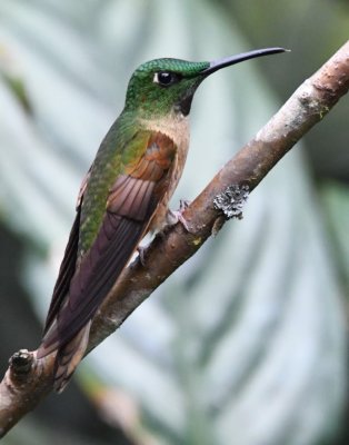 Fawn-breasted Brilliant