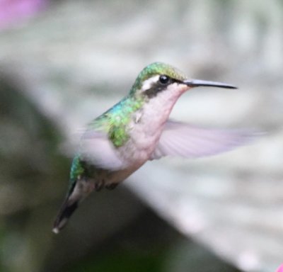 Female Western Emerald