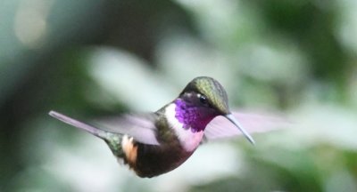 Gorgeted Sunangel male