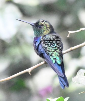 Green-crowned Woodnymph (rear view)