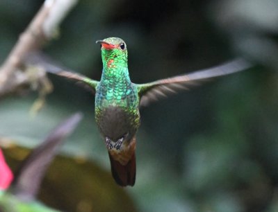 Rufous-tailed Hummingbird hovering