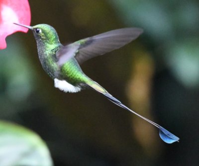 Male Booted Racquettail