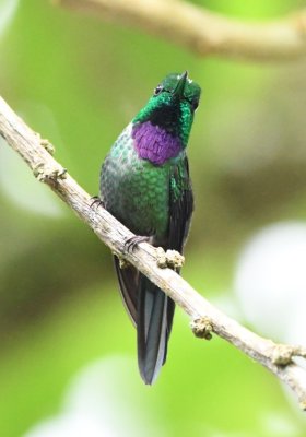 Purple-bibbed Whitetip