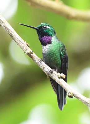 Purple-bibbed Whitetip