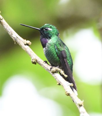 Purple-bibbed Whitetip