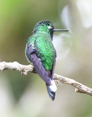 Purple-bibbed Whitetip