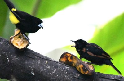 Flame-rumped Tanager and ? Tanager