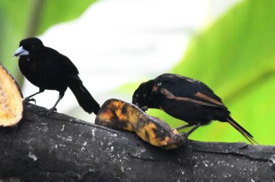 Flame-rumped Tanager and ? Tanager