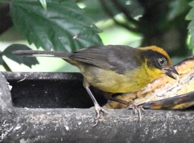 Chocó Brushfinch