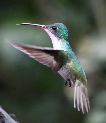 Andean Emerald