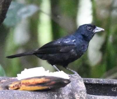 Male White-lined Tanager