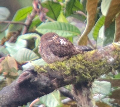 Rufous-bellied Nighthawk
Digiscoped by guide Angel using my Pixel II phone
on the trail back to the bus after viewing the Cock-on-the-Rock lek
