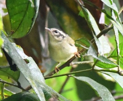 After a break, we took a walk to see more birds, like this Three-Striped Warbler
