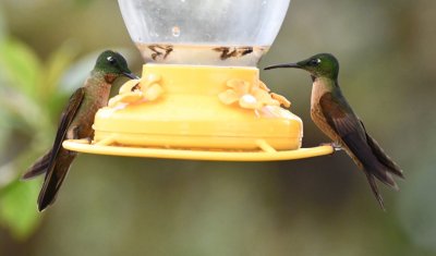 Two Fawn-breasted Brilliants