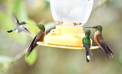 Female Booted Racquettail, two Fawn-breasted Brilliants and a male Purple-bibbed Whitetip between them