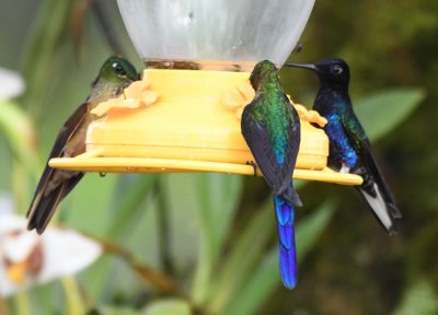 Fawn-breasted Brilliant, Violet-tailed Sylph and Velvet-purple Coronet