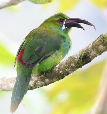 Crimson-rumped Toucanet with a damaged bill
perched near the visitor center at
Refugio Paz de las Aves
