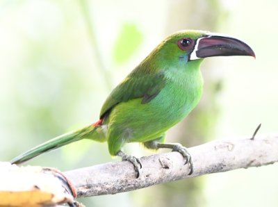 Scarlet-rumped Toucanet
we watched from our outdoor covered porch
while we had a snack they prepared for us at
Refugio Paz de las Aves