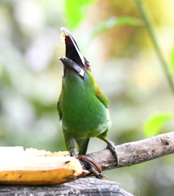 Scarlet-rumped Toucanet
trying to get down a piece of plantain