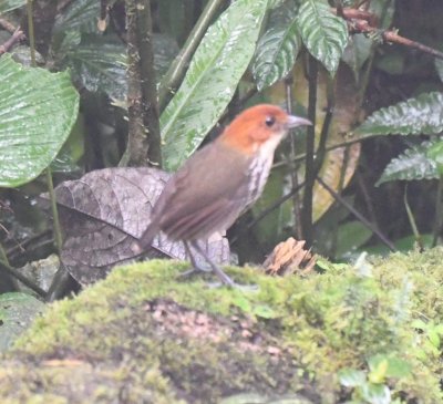 Chestnut-crowned Antpitta
came out for worms as well,
but it had started to rain.