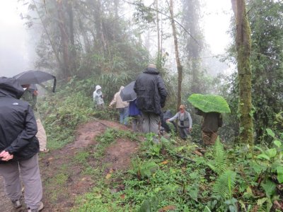 The rain started coming down harder, but the antpitta whisperer was trying to
call in the Yellow-breasted Antpitta, so we all geared up and clambered down to see.