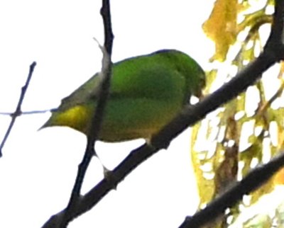 Yellow-collared Chlorophonia