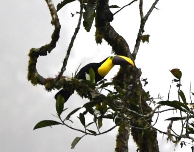 Yellow-throated Toucan
(formerly Chestnut-Mandibled Toucan)