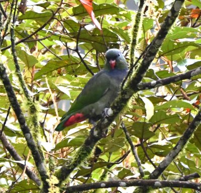 Red-billed Parrot