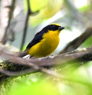Male Thick-billed Euphonia