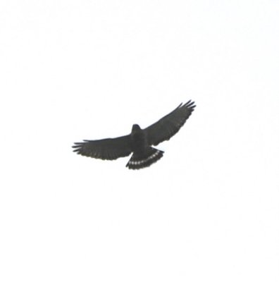 Barred Hawk silhouette
soaring overhead