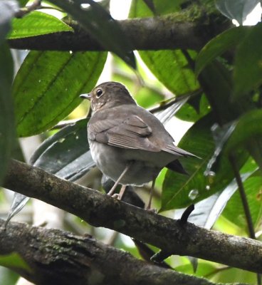 Ecuadorian Thrush