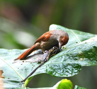 Red-faced Spinetail
foraging in debris on Cecropia leaf