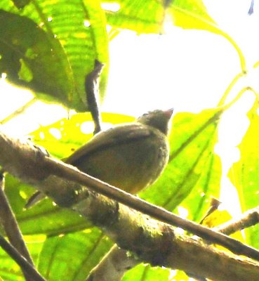 Yellow-throated Bush-Tanager