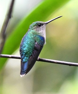 Female Green-crowned Woodnymph