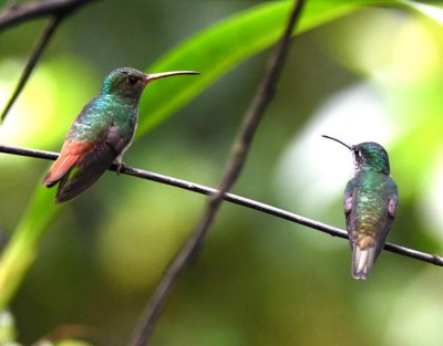 Rufous-tailed Hummingbird and ?