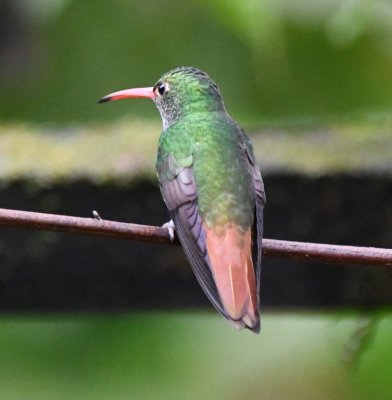 Rufous-tailed Hummingbird (rear view)
