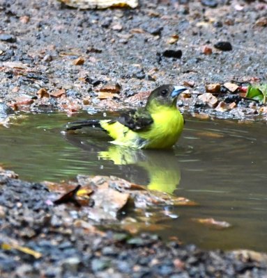 A female Flame-rumped Tanager
gets in a bath in a puddle on the road