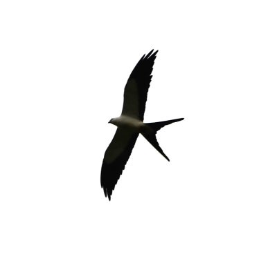 Swallow-tailed Kite
soaring over Rio Mindo