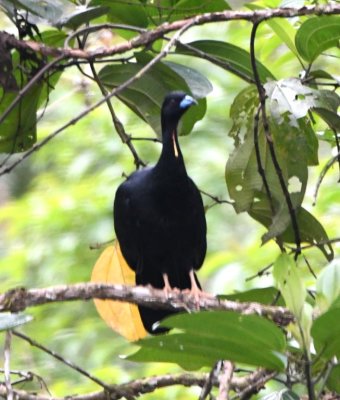 Wattled Guan
over the road along Rio Mindo