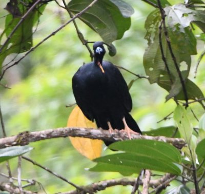 Wattled Guan