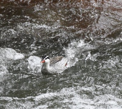 Torrent Duck
running and paddling over the rushing water
in the Rio Nambilla, Mindo, Ecuador